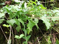 cantara gurne23122011 058